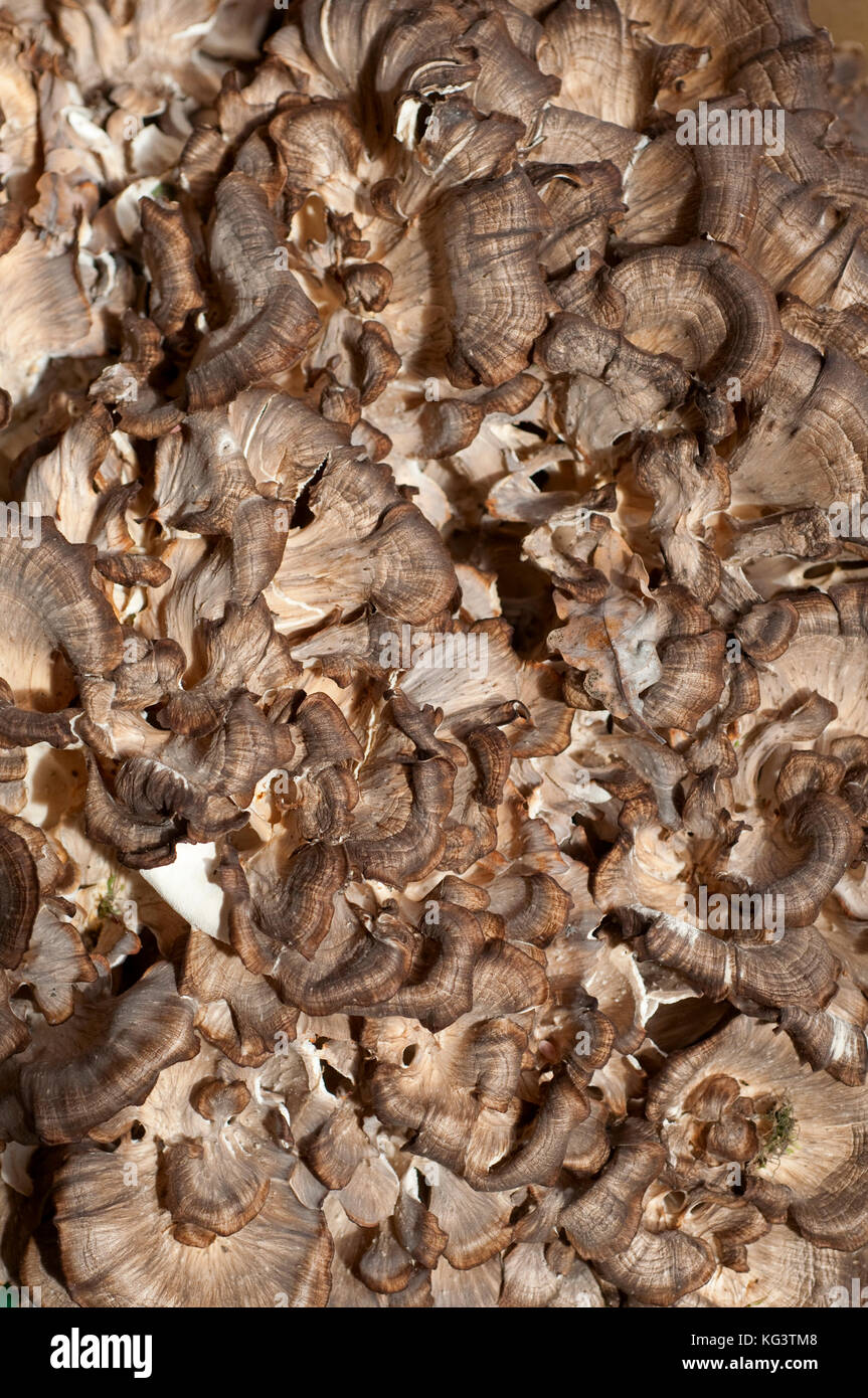 Italy, Mushrooms, Grifola Frondosa Stock Photo Alamy