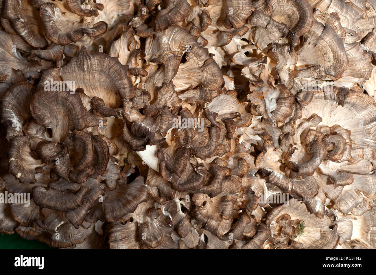 Italy, Mushrooms, Grifola Frondosa Stock Photo Alamy