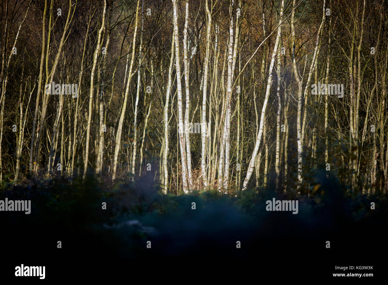 Forestry Commission managed Delamere Forest Park large wood near