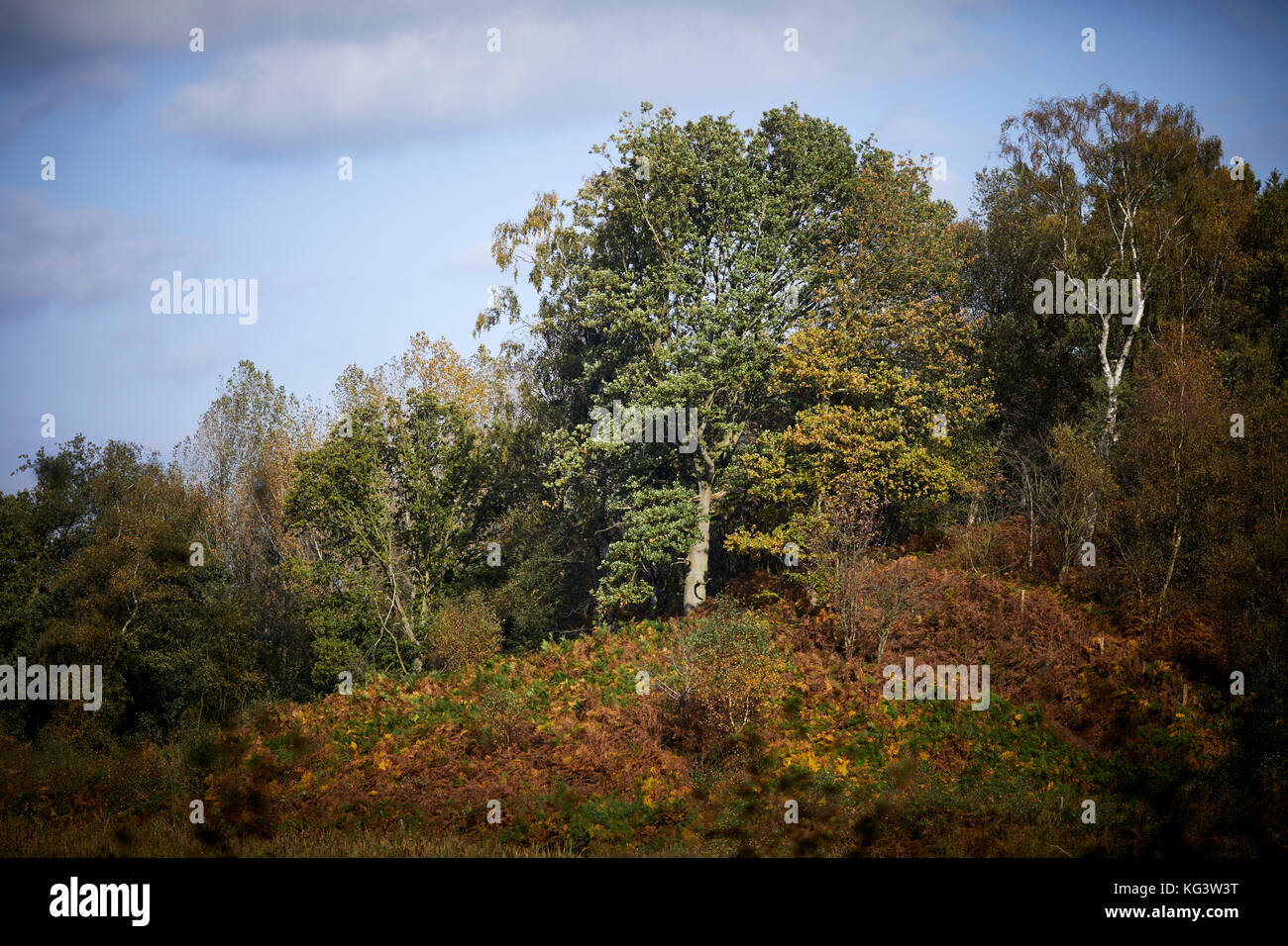 Forestry commission hires stock photography and images Alamy