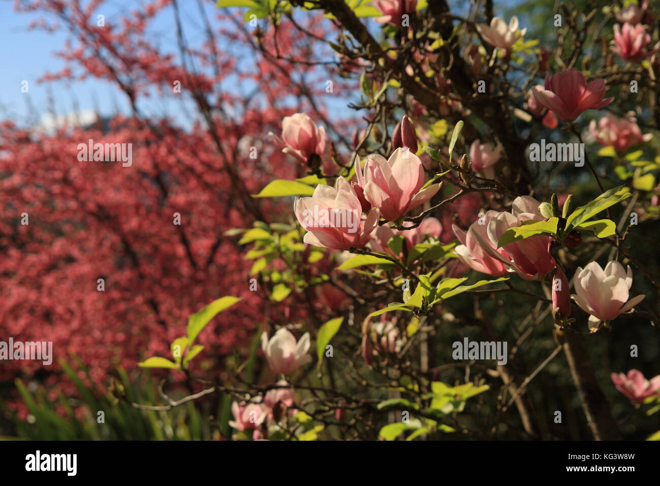 Beautiful magnolia flowers. Blooming magnolia tree in the spring. Pink flower out of focus background. Stock Photo