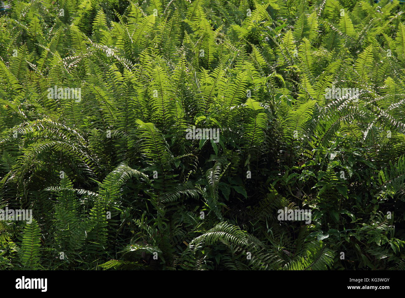 lush green big fern leaves background Stock Photo - Alamy