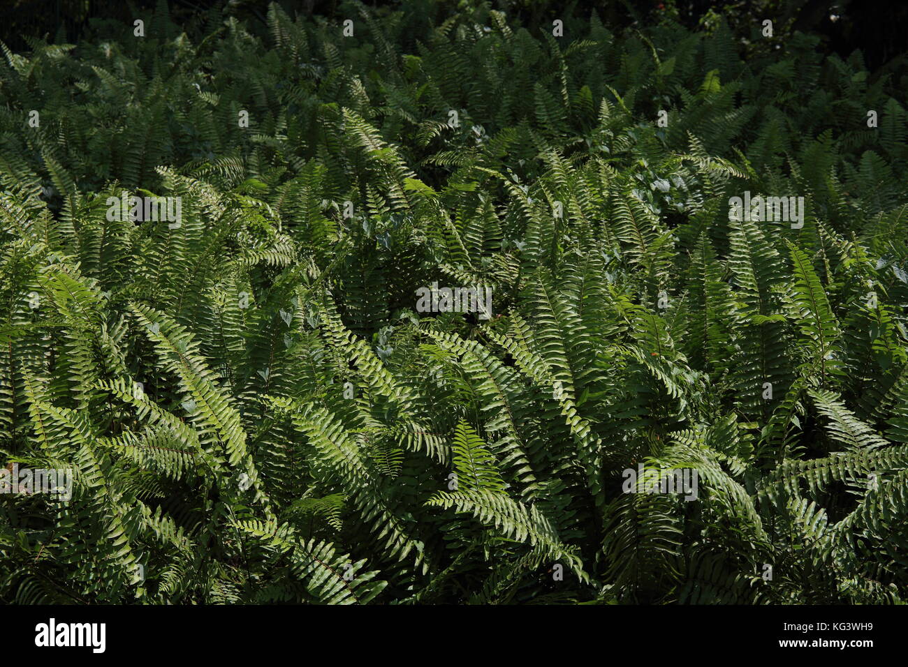 lush green big fern leaves background Stock Photo - Alamy