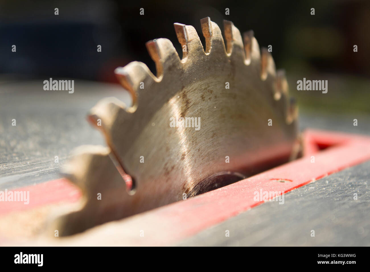 Cutting teeth and saw blade for cutting on a table saw. Stock Photo