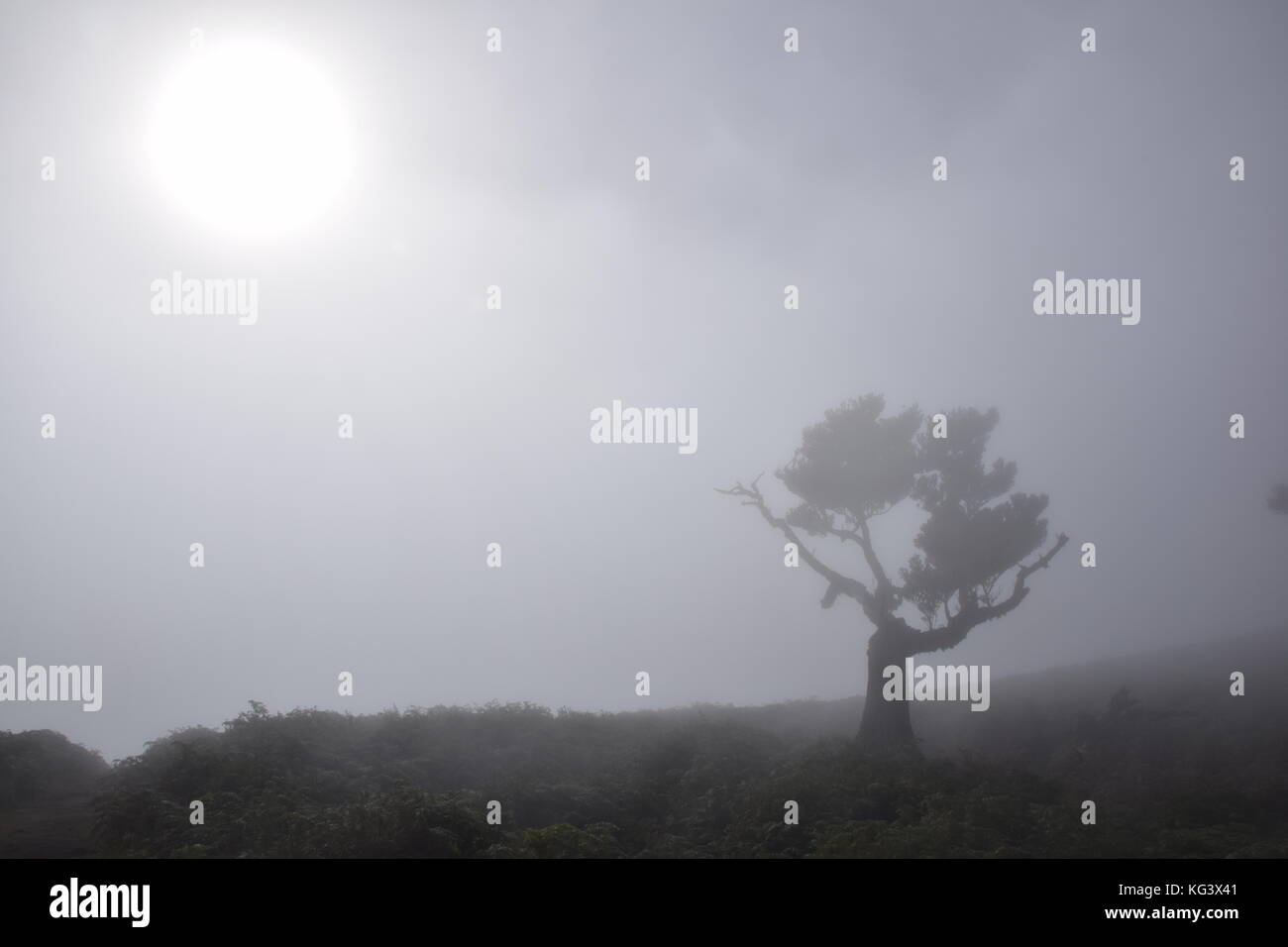 Lonely tree in the fog Stock Photo - Alamy