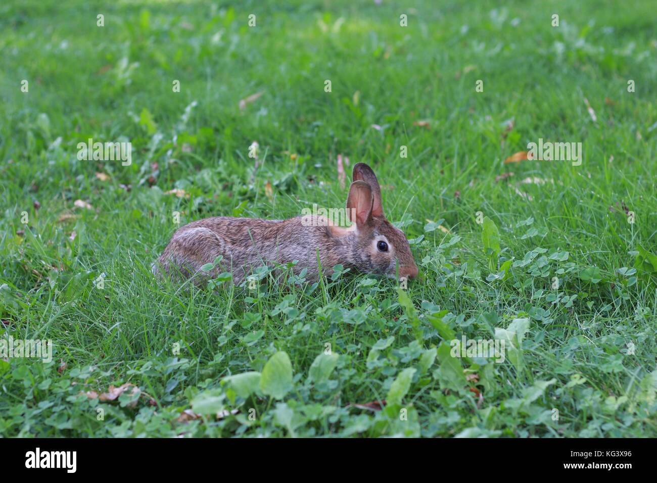 bunny in park, Toronto, Canada Stock Photo Alamy