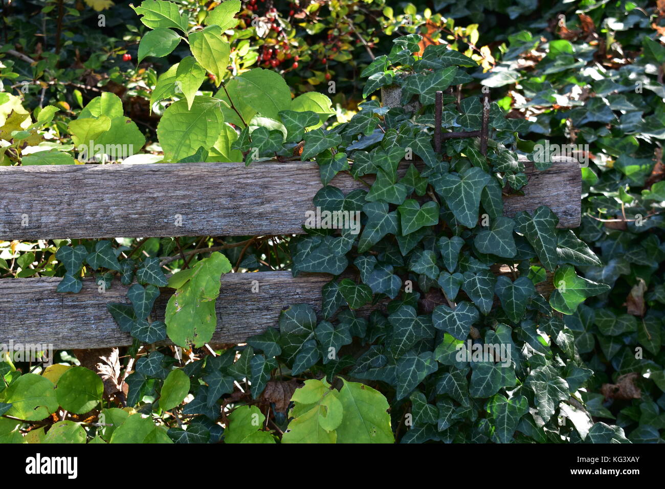 Ivy and other natural growth overtaking old bench in overgrown vegetated area Stock Photo