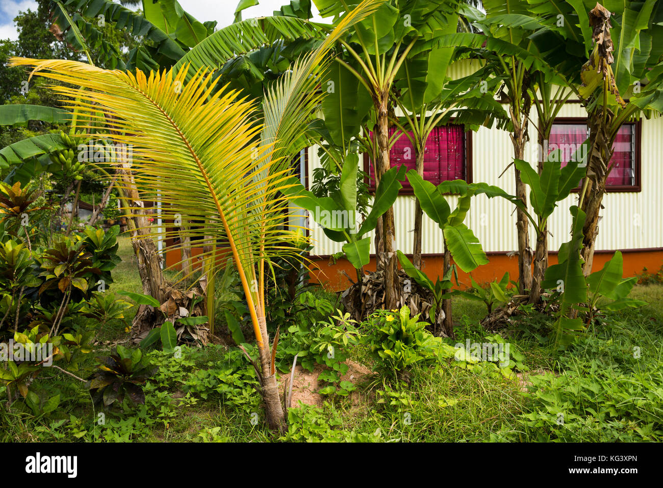 Banana plants garden hires stock photography and images Alamy