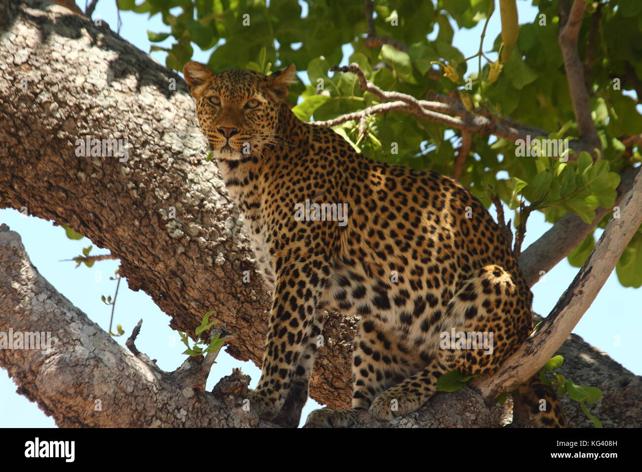 Leopard, Panthera pardus, in a sausage tree in Nsefu Sector, South Luangwa national Park, Zambia, Southern Africa Stock Photo