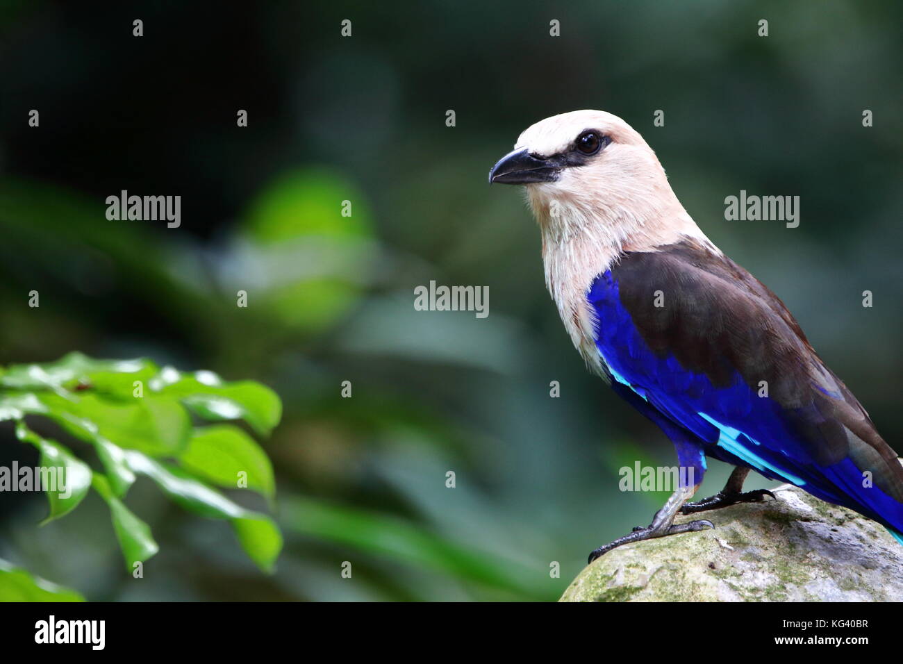 Blue-bellied Roller Bird Stock Photo