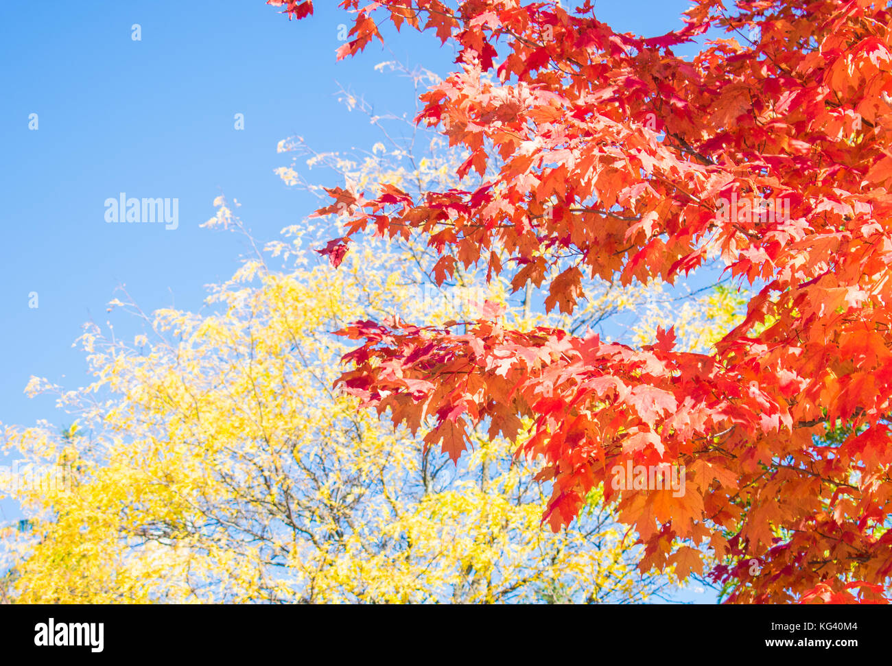 Beautiful Maple tree in full Fall colors Stock Photo Alamy