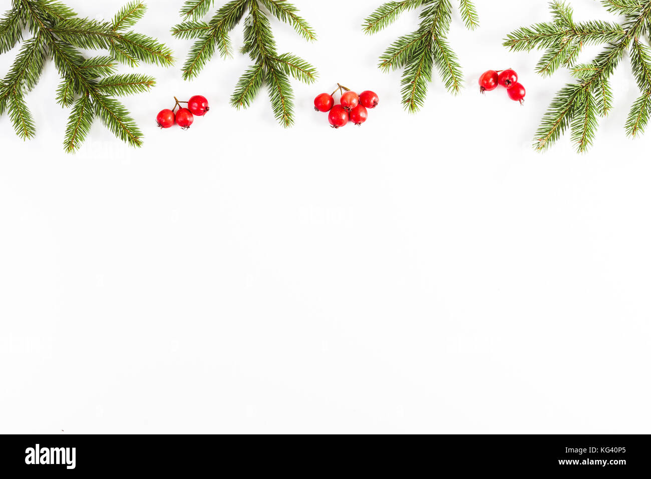 Christmas background with fir branches and red berries on white ...