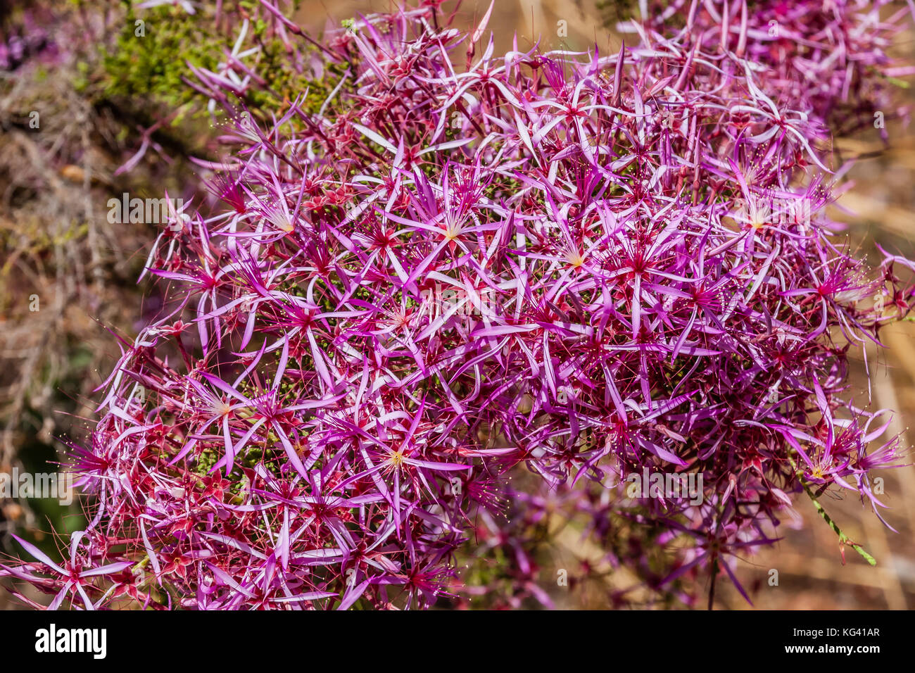 Kimberley Heath, or Turkey Bush, (Calytrix exstipulata) flowers Stock Photo