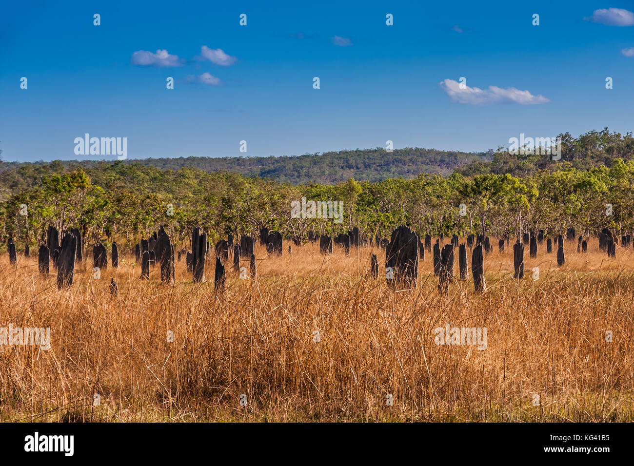 Magnetic termite mounds, Litchfield National Park, Australia Stock Photo