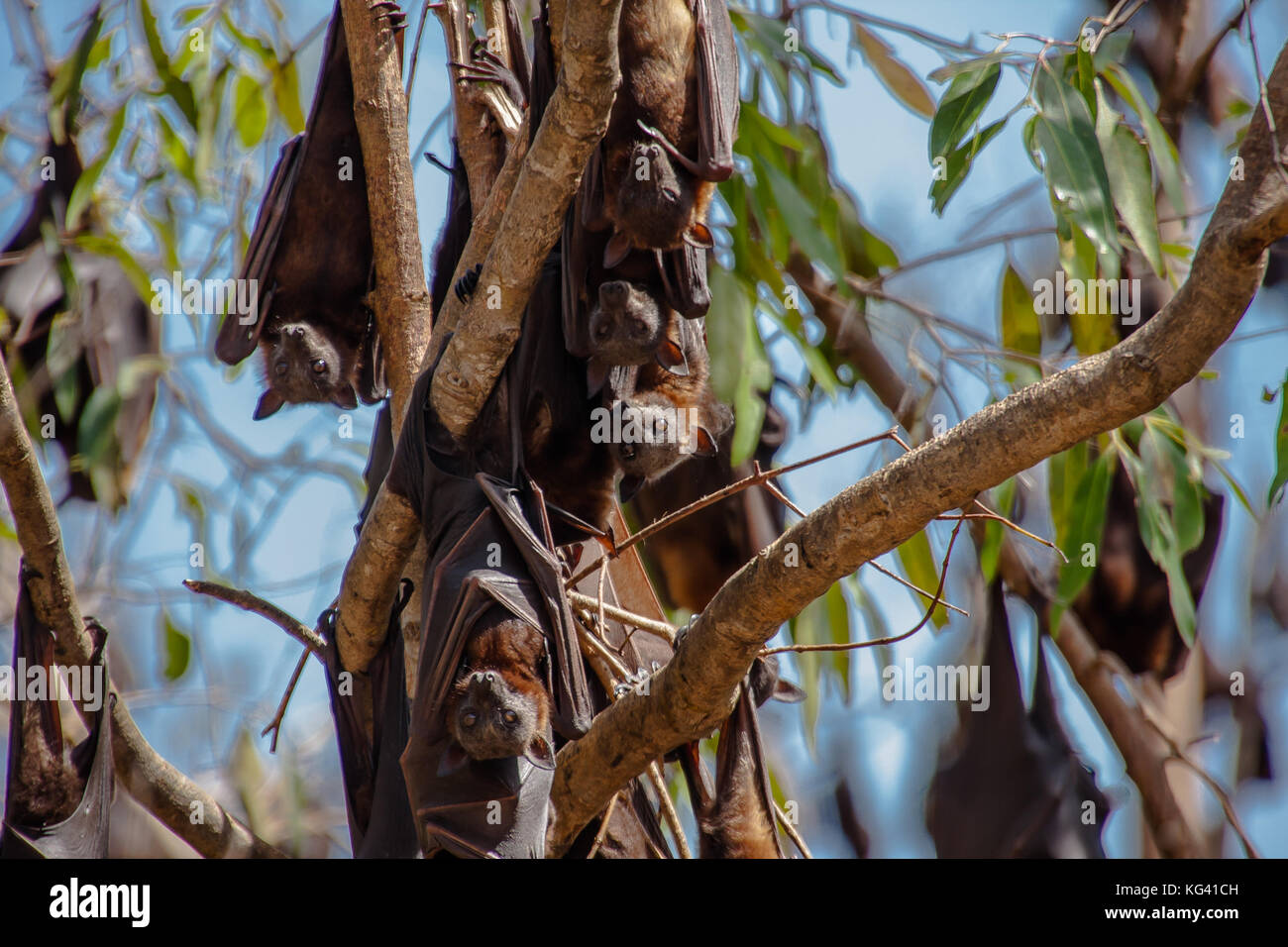 The roosting black flying fox or black fruit bat (Pteropus alecto) in Nitmiluk National Park, Northern Territory, Australia Stock Photo