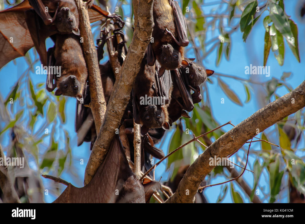 The roosting black flying fox or black fruit bat (Pteropus alecto) in Nitmiluk National Park, Northern Territory, Australia Stock Photo