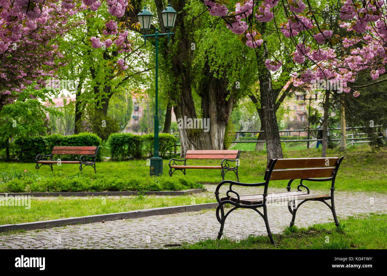 wooden benches under sakura trees. beautiful cherry blossom in city