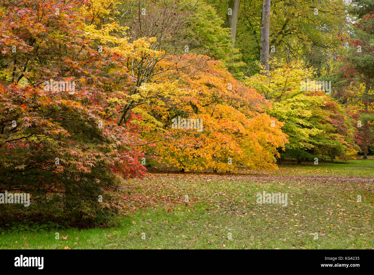Japanese maples acer palmatum hi-res stock photography and images - Alamy