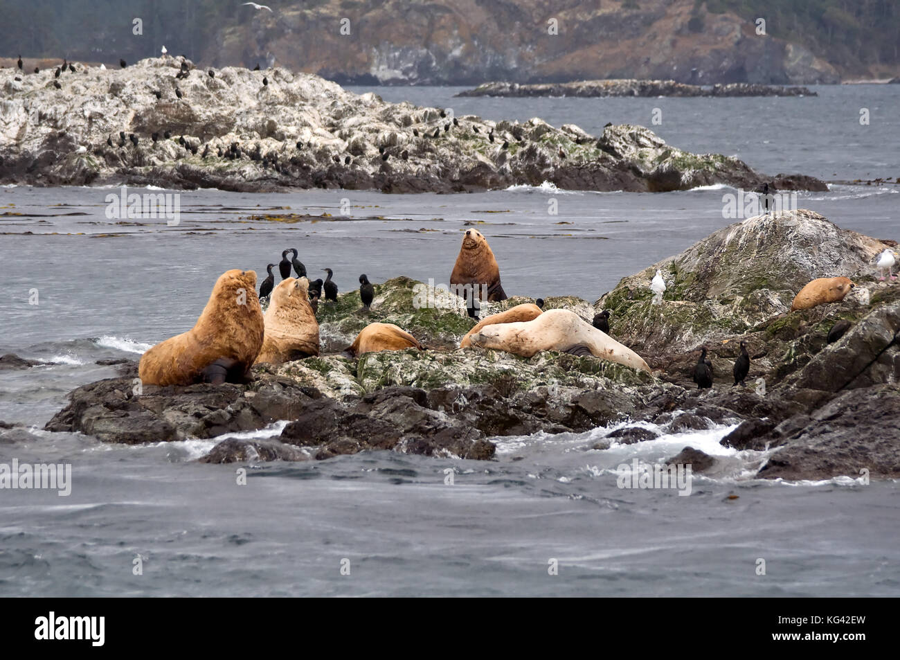 This wildlife image is several sea lions on a small rocky island horizontal nature picture in the Pacific Northwest region. Stock Photo