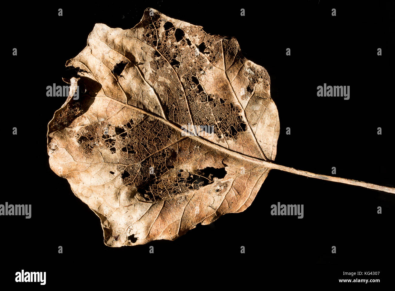 Decomposed golden skeleton leaf on black background Stock Photo