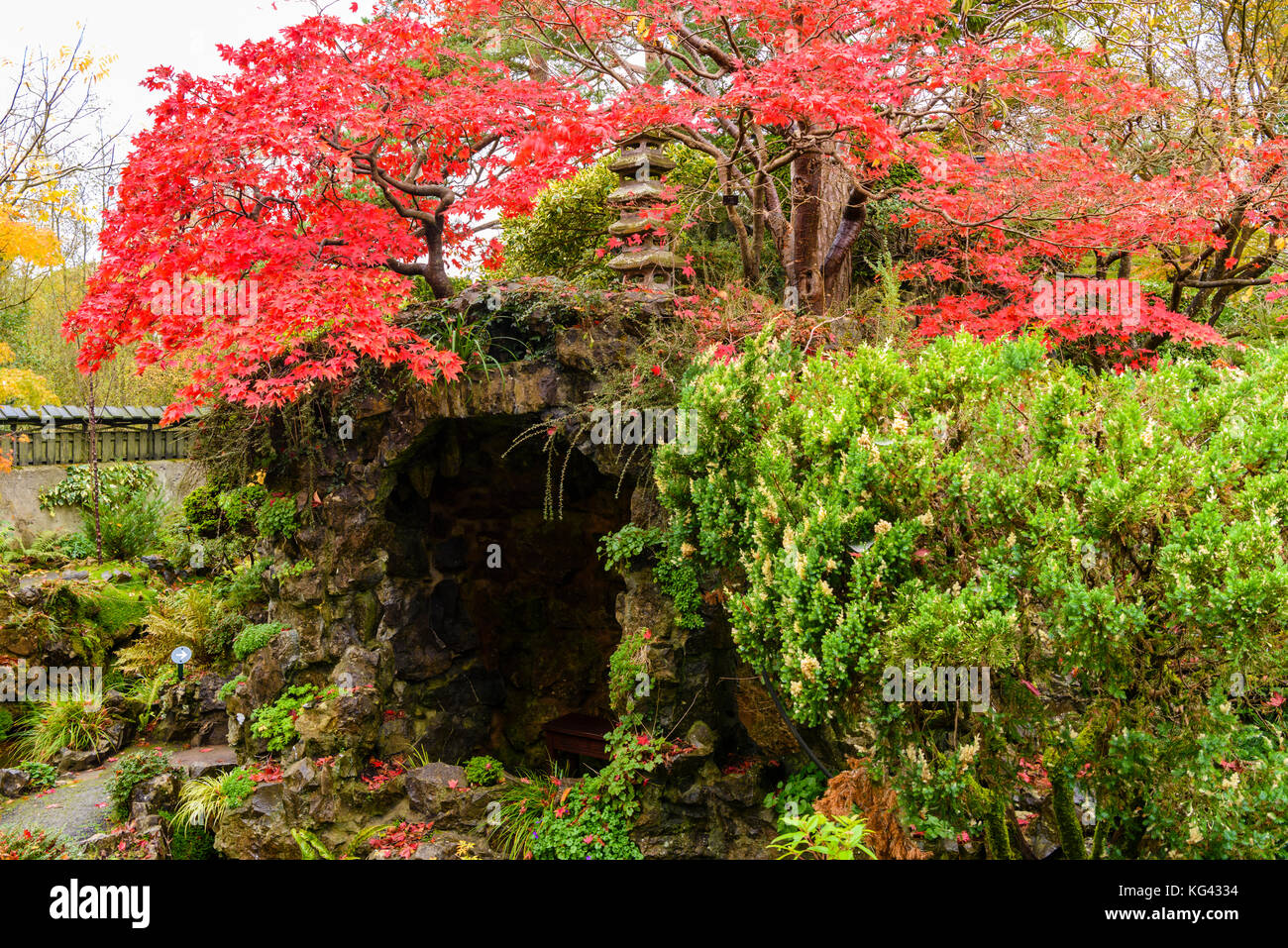 Acer Palmatium trees with red and orange foilage during autumn at the Japanese Gardens, Irish National Stud, Kildare Stock Photo