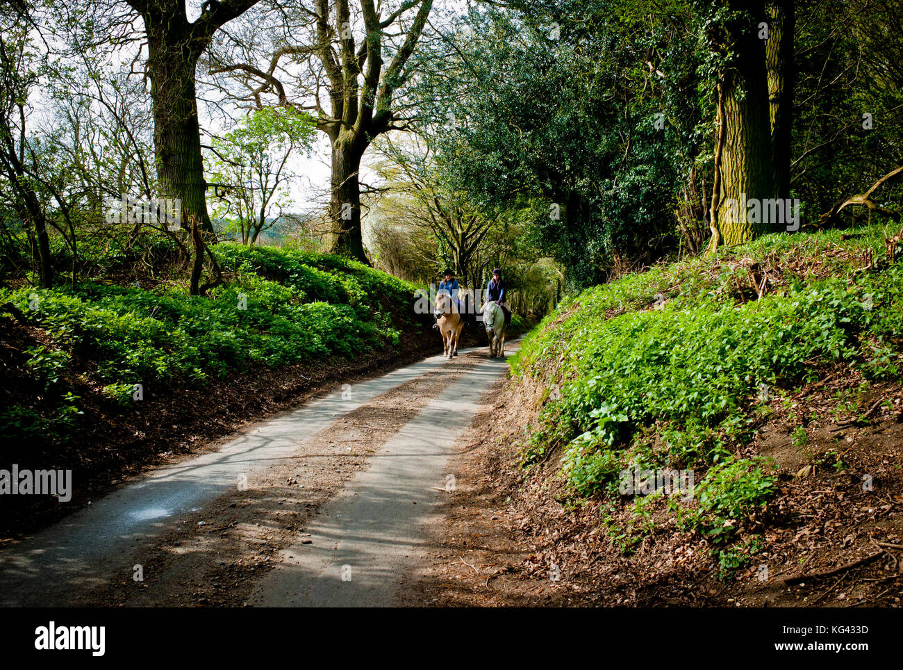 Horse riders side by side in a quiet country lane in Hertfordshire in ...