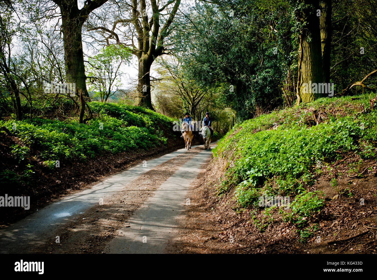 Horse riders side by side in a quiet country lane in Hertfordshire in the early spring. Stock Photo