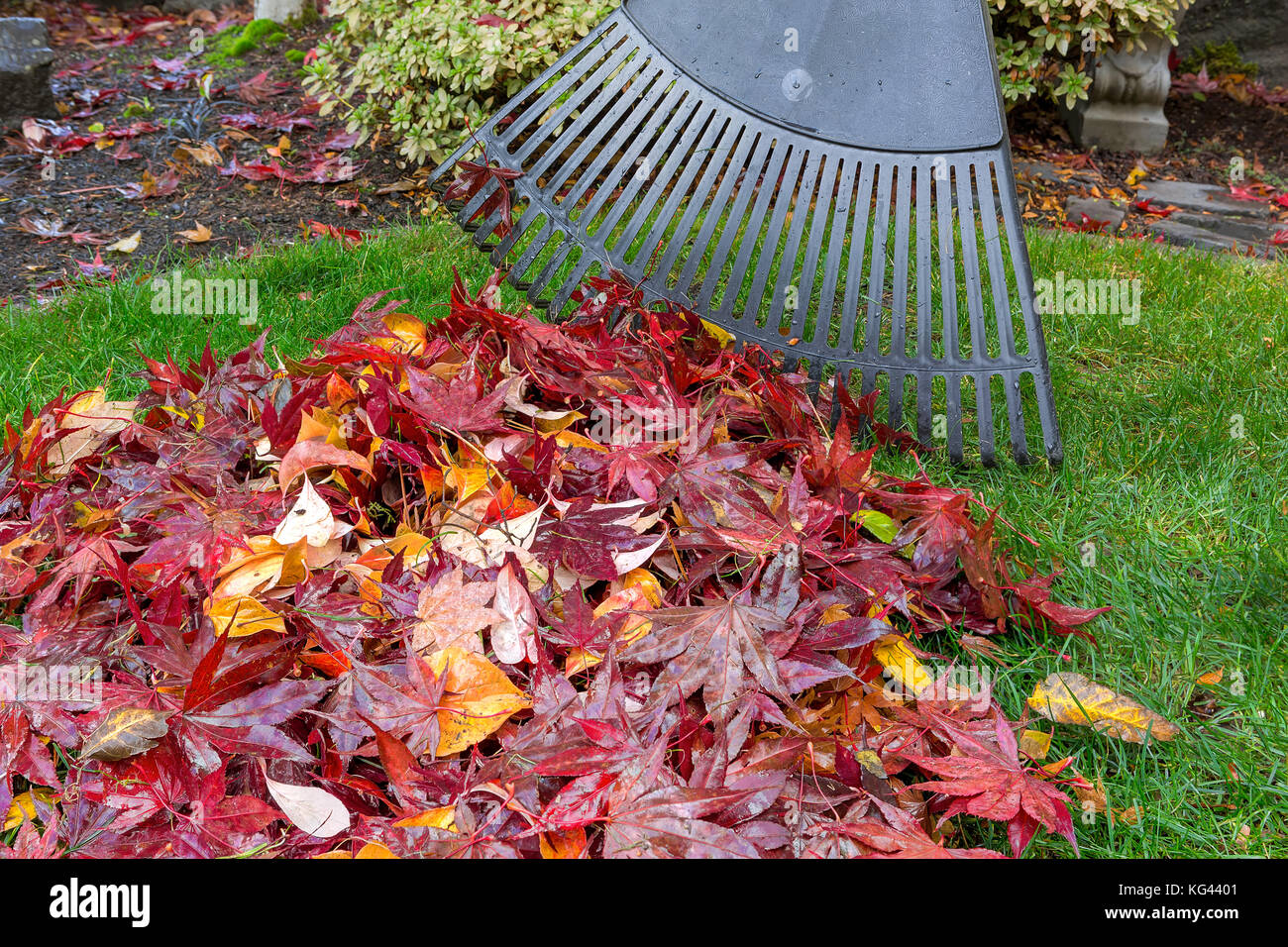 Raking red maple leaves fallen on green grass lawn in garden yard during autumn fall season Stock Photo