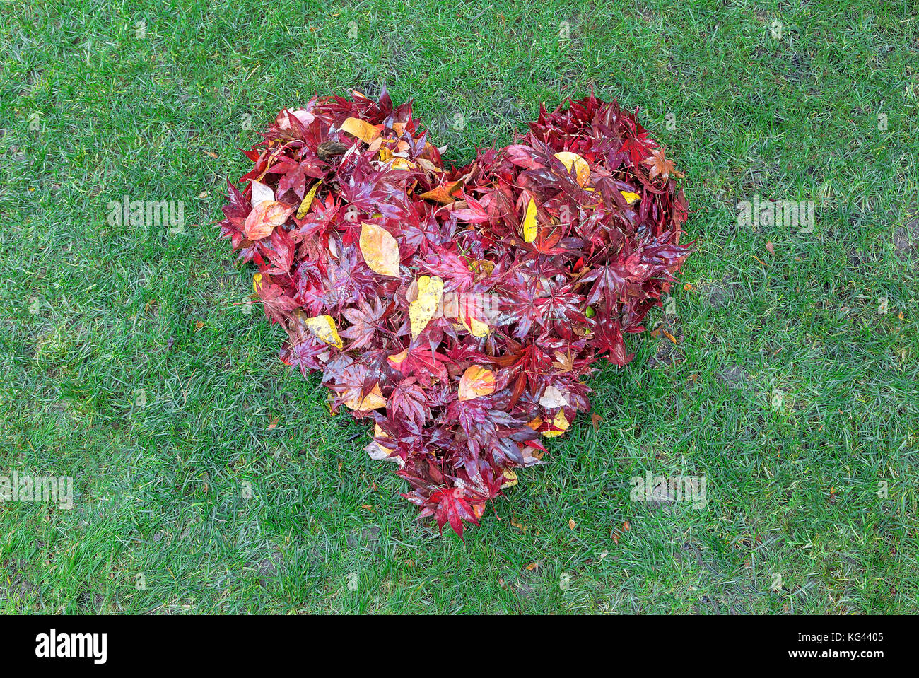 Fallen red maple tree leaves raked into heart shape on green grass lawn in autumn fall season Stock Photo
