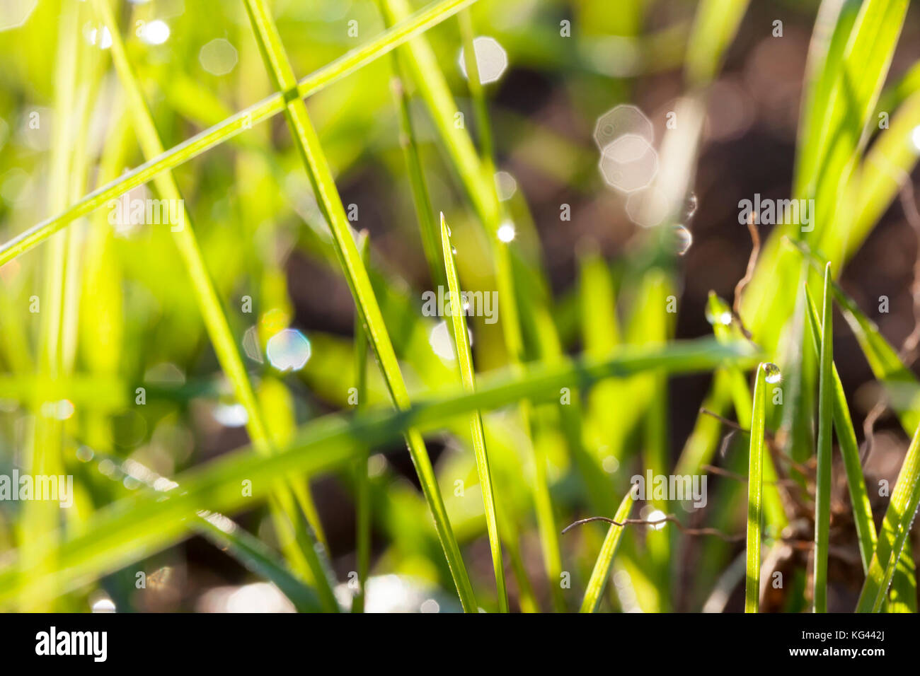 Green with rain drops hi-res stock photography and images - Alamy