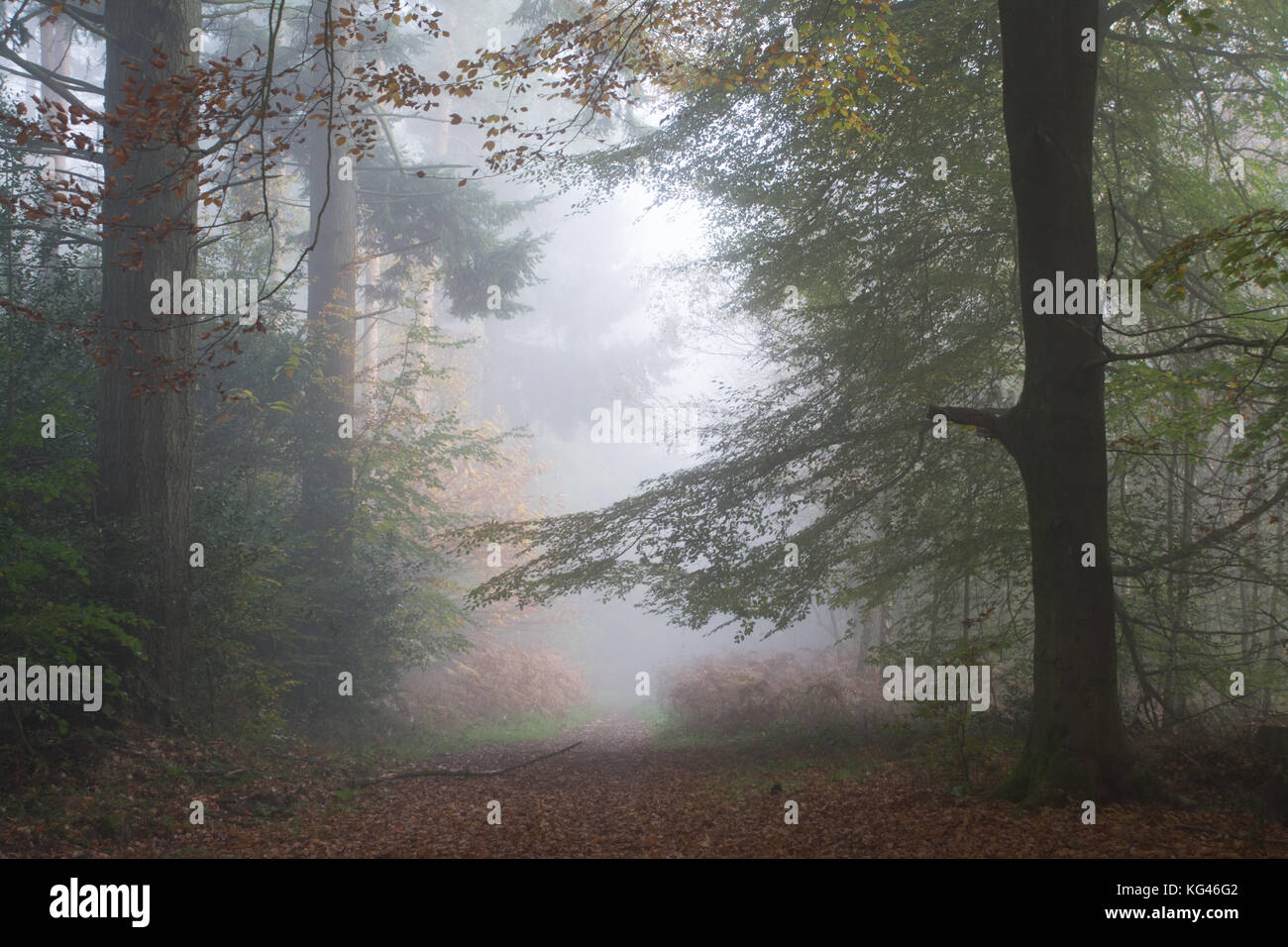 Misty woodland during autumn at Ranmore Common in the North Downs, Surrey, UK Stock Photo