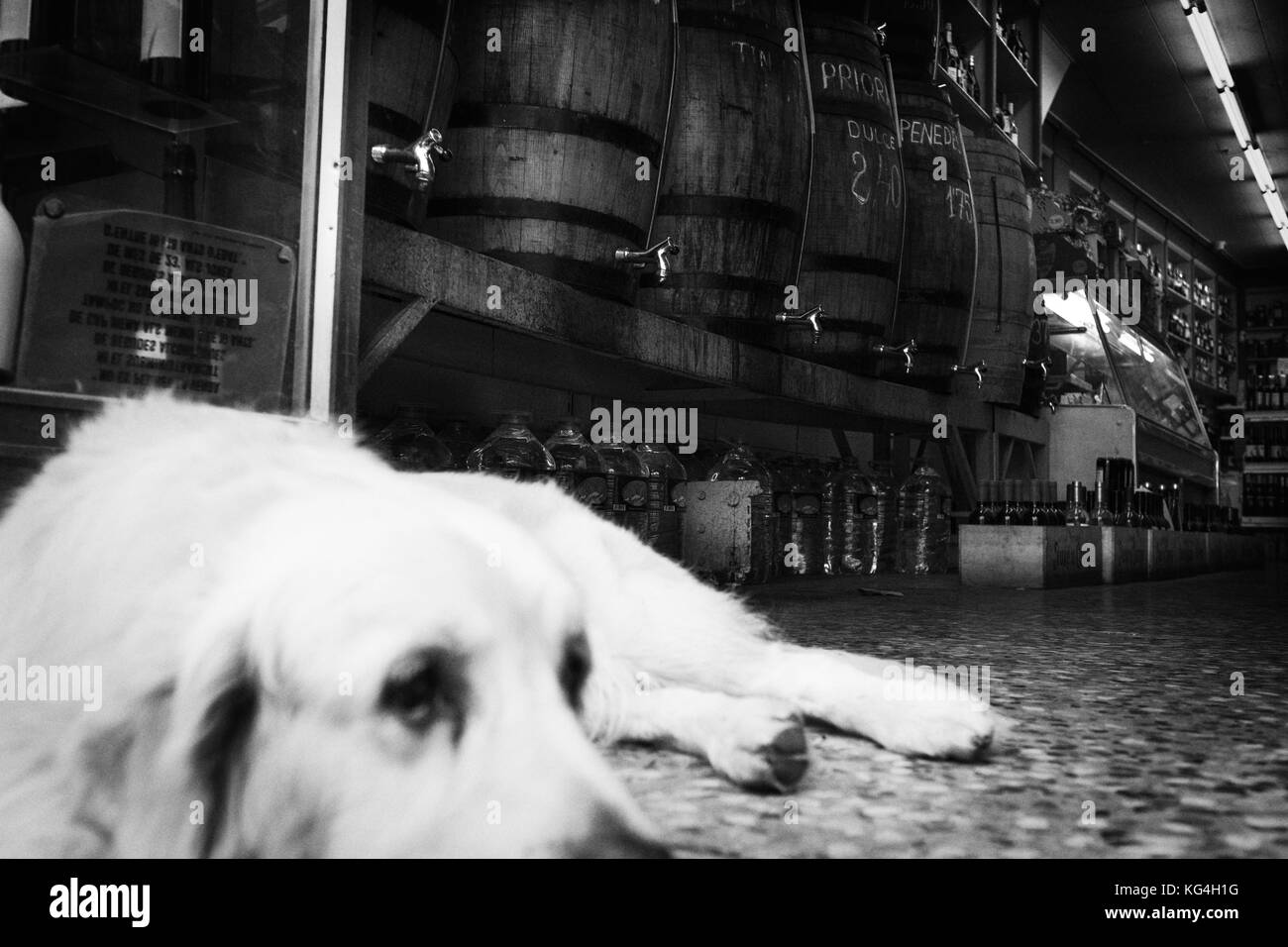 A dog lays on the entrance of the wine an spirit shop Vilanova that stands on the street Sant Antoni Abad of Barcelona, Spain. Date: 15/09/2015. Photo: Xabier Mikel Laburu. Wines and Spirits Vilanova was founded as a small supermarket in 1950 by the father of Isidre Vilanova, who is the owner of the shop. To survive the changes in the consumption patterns he switched from a general food supermarket to a shop specialized in wines and spirits. Isidre will pass on the business to his son who will continue with the family business. Stock Photo