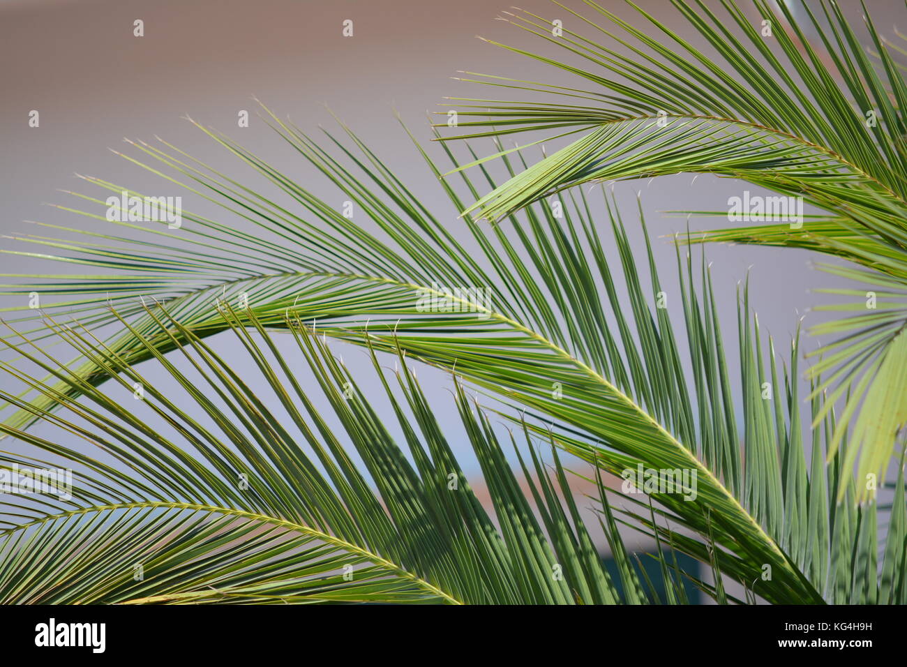 Palmiers High Resolution Stock Photography And Images Alamy