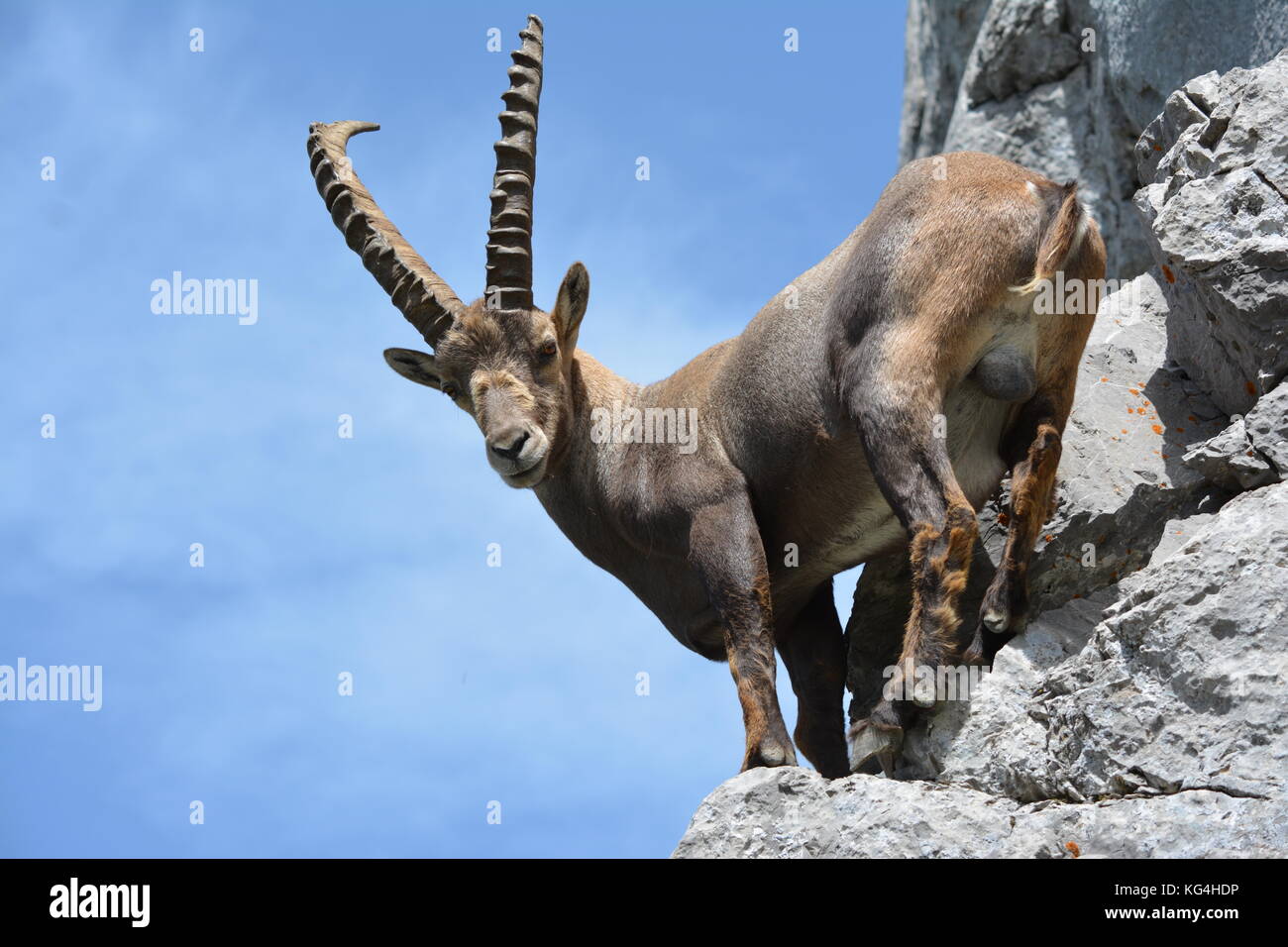 Le Bouquetin Des Alpes Stock Photo Alamy