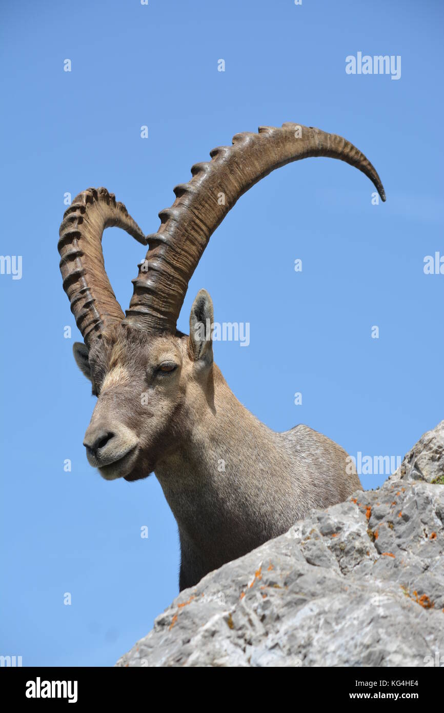 Le Bouquetin Des Alpes Stock Photo Alamy