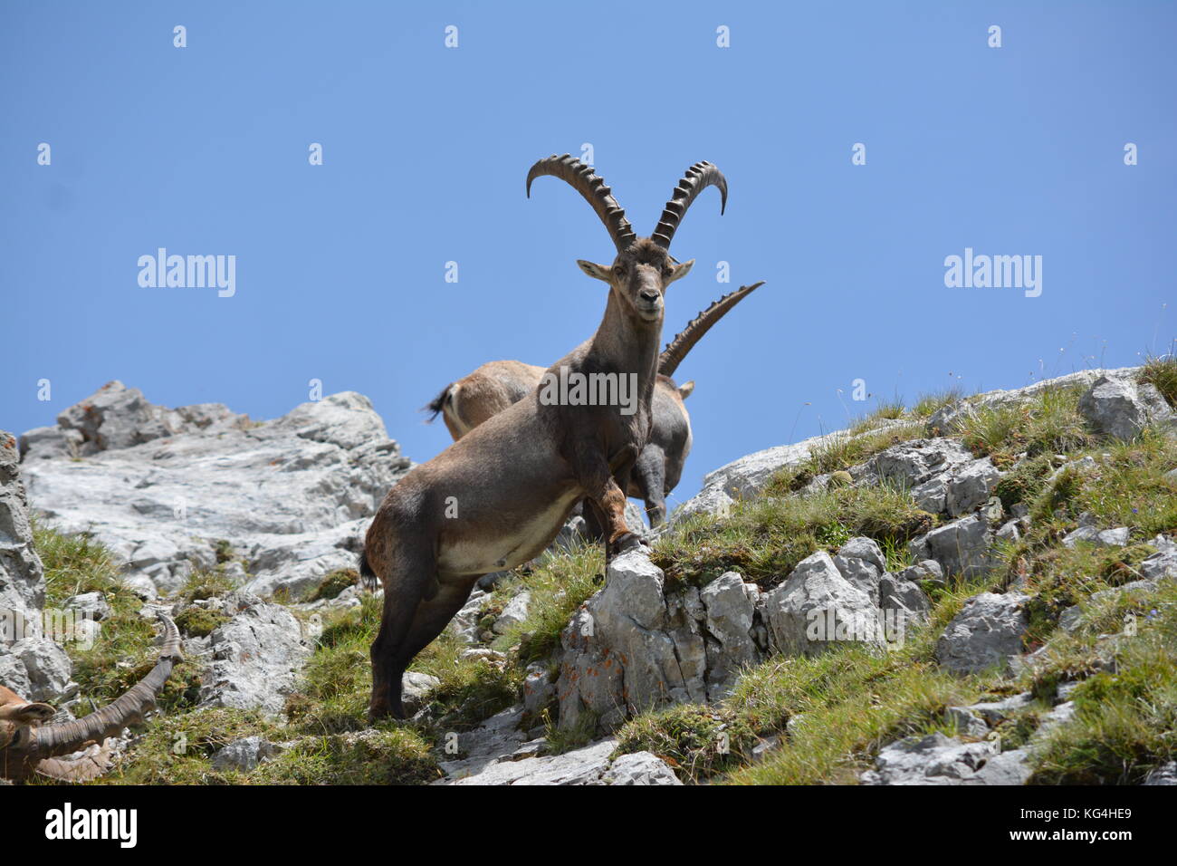 Le Bouquetin Des Alpes Stock Photo Alamy