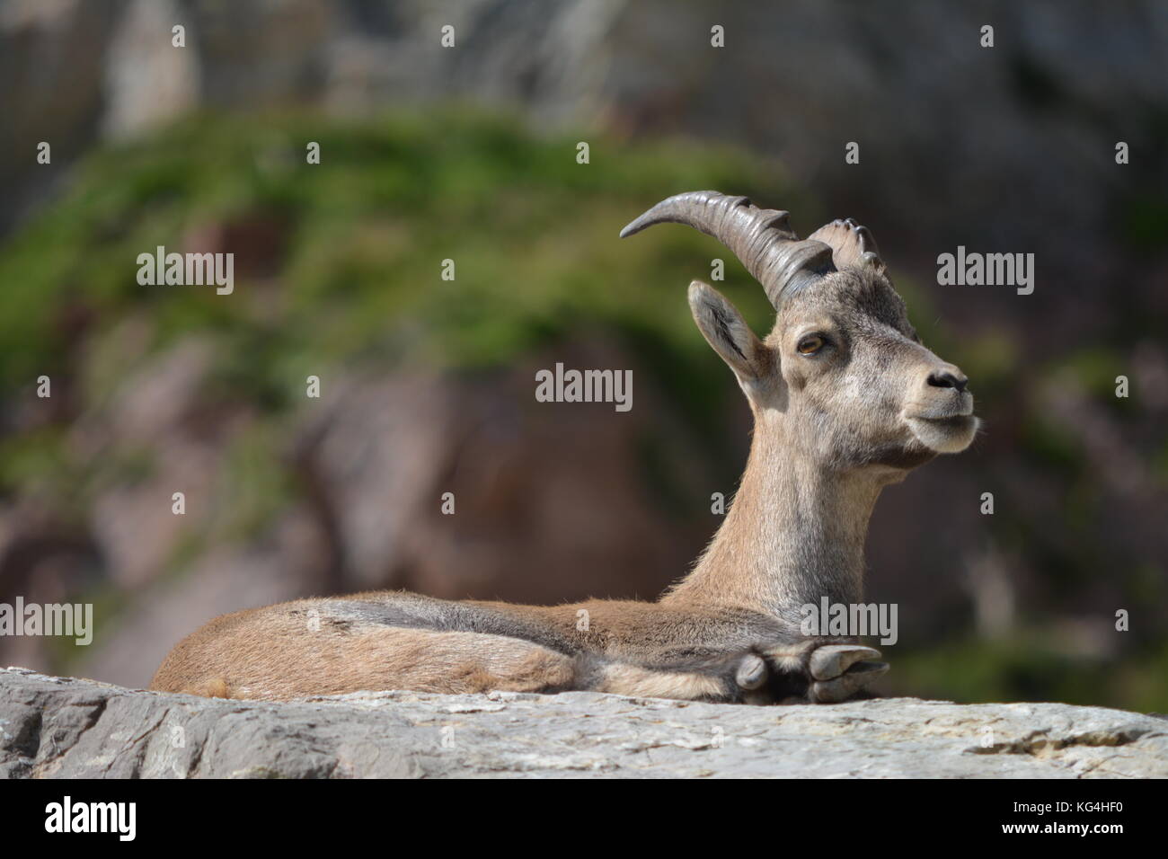 Le Bouquetin High Resolution Stock Photography And Images Alamy