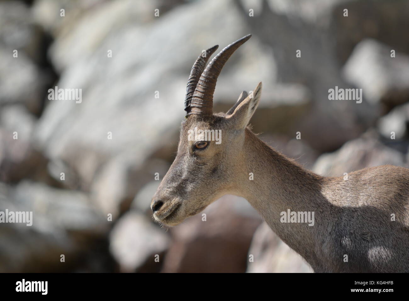 Le Bouquetin High Resolution Stock Photography And Images Alamy