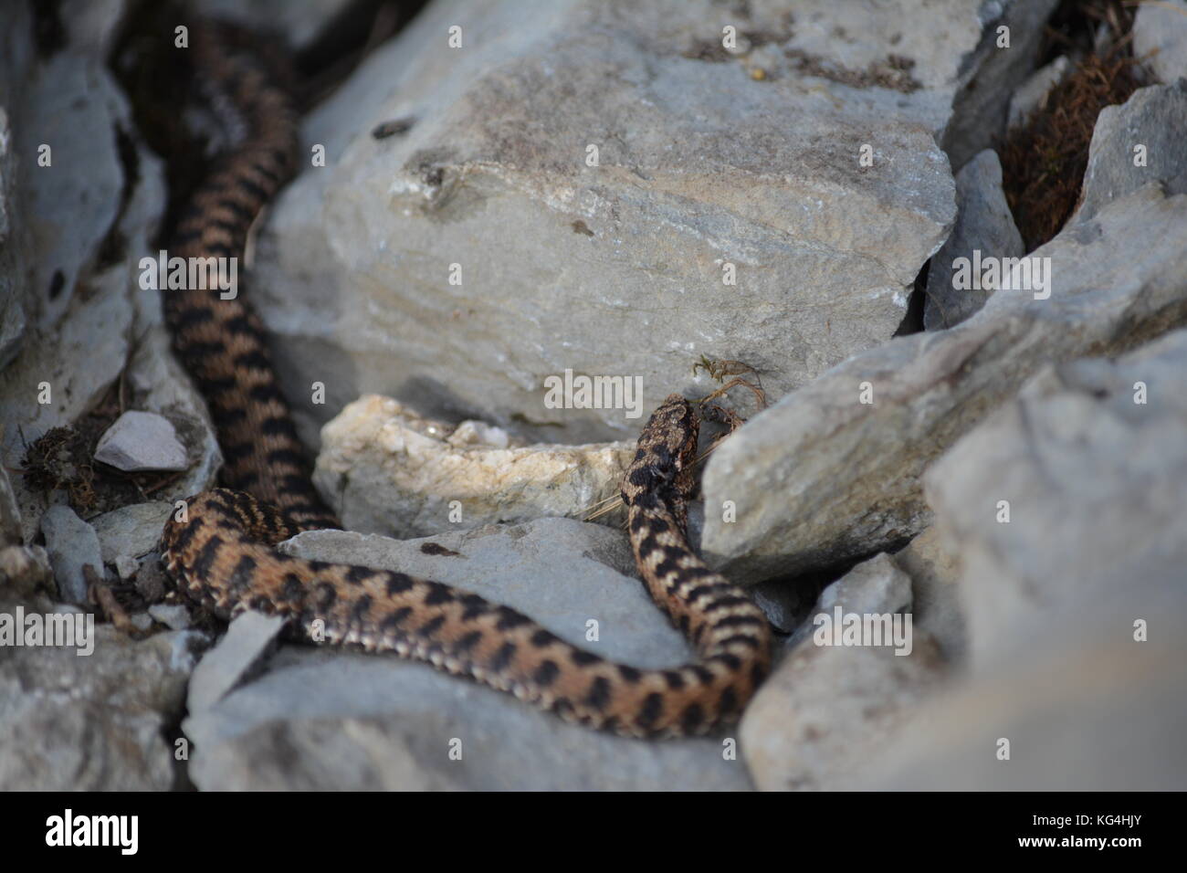 Vipere Aspique Stock Photo Alamy Vipere Aspique Stock Photo Alamy