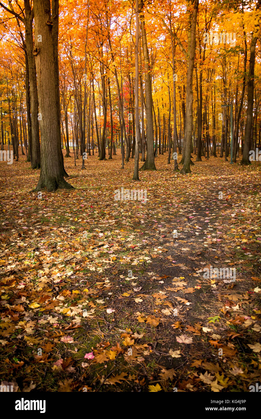 autumn trees foliage scenic Sorel-Tracy Quebec Stock Photo