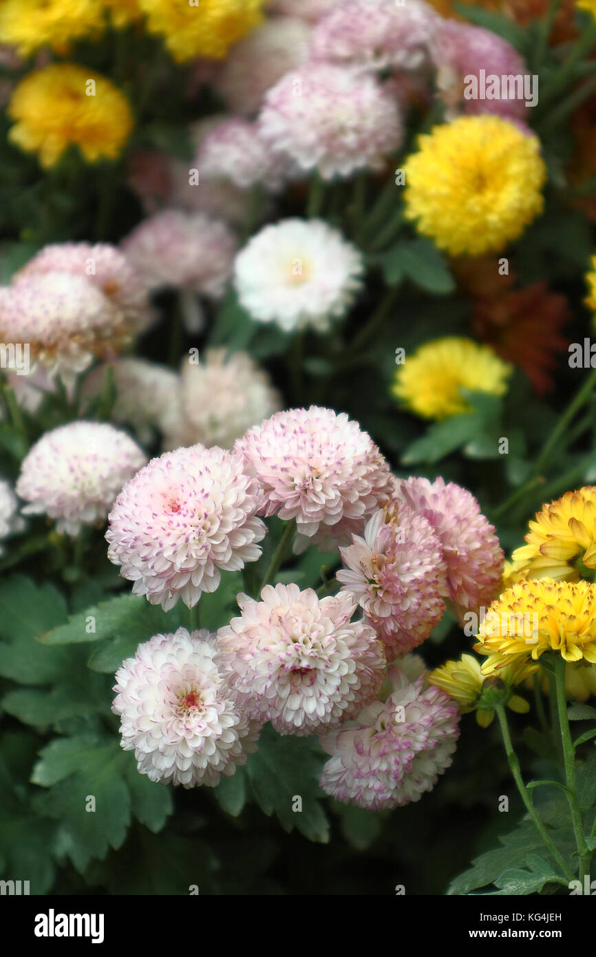 Chrysanthemums greenhouse hires stock photography and images Alamy