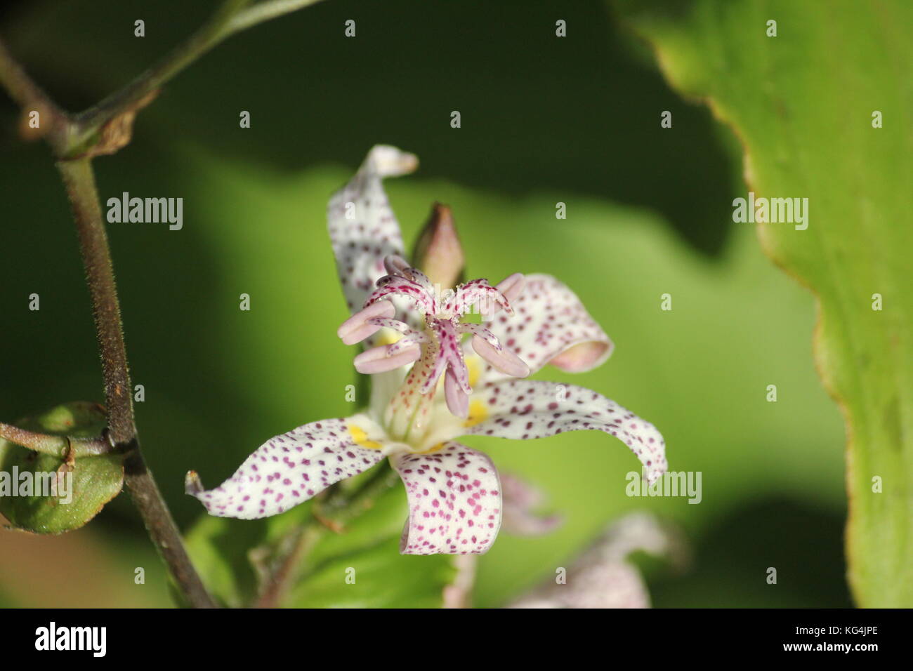 Toad Lily Tricyrtis Formosana Spotted Lily Stock Photo