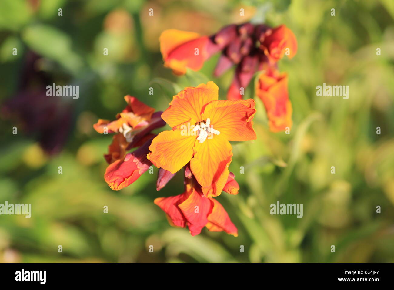 Orange Blooming Wallflower with White Centre Stock Photo