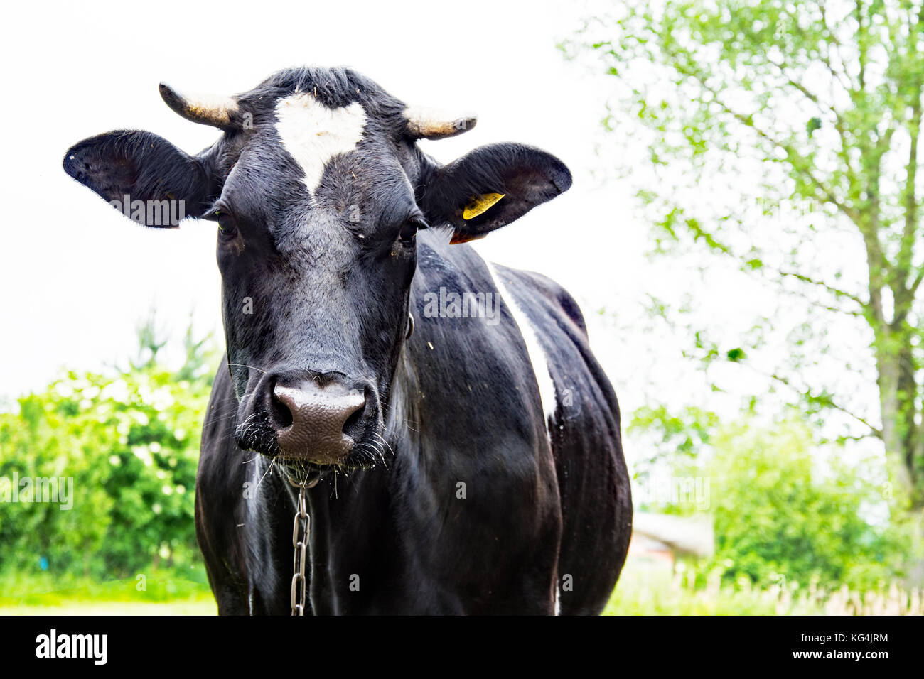Black and white dairy cow on a small farm Stock Photo - Alamy