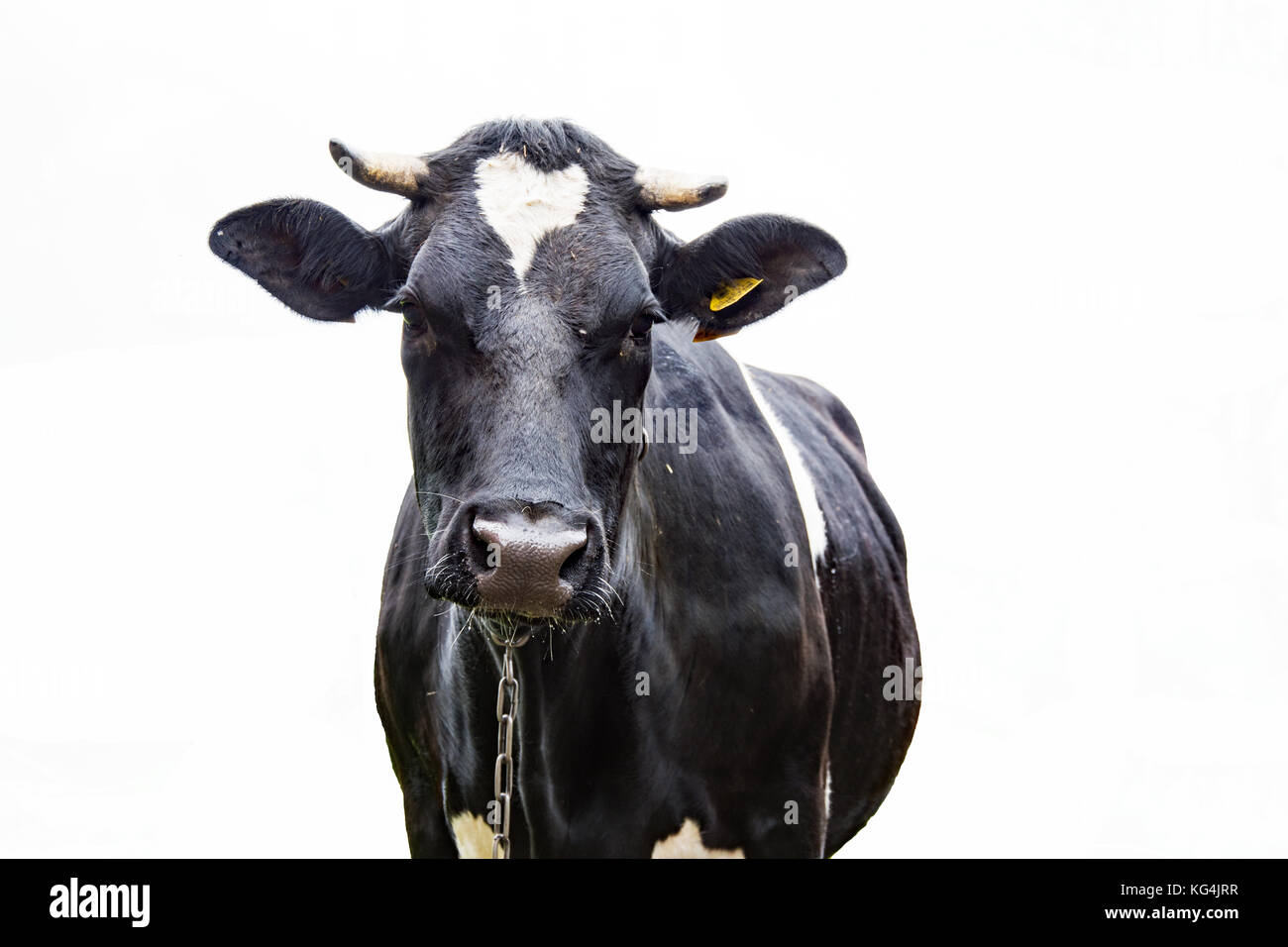 black-and-white-dairy-cow-separated-on-white-background-stock-photo-alamy