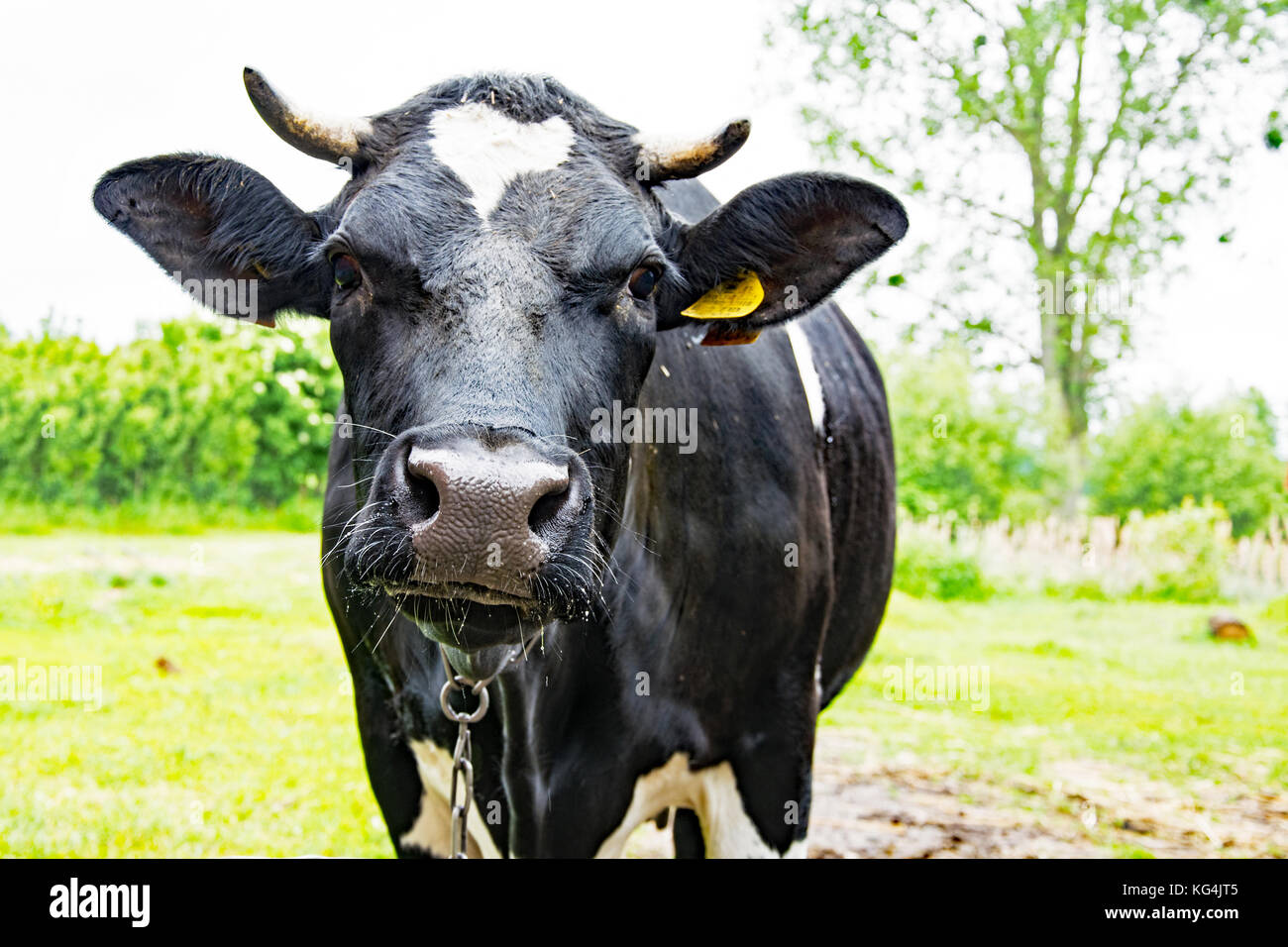 Friendly black and white dairy cow Stock Photo - Alamy