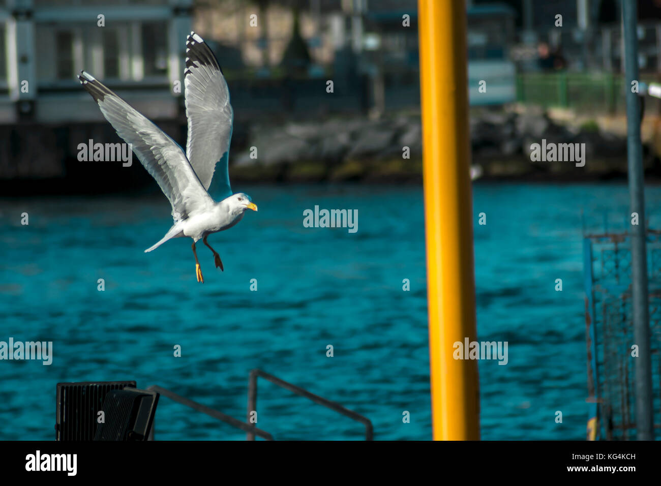 Seagull flying above sea background hi-res stock photography and images ...