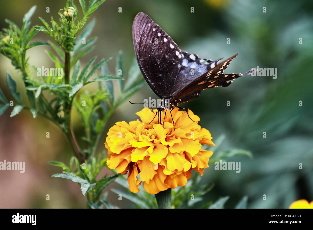 A Spicebush Swallowtail (Papilio polyxenes) Butterfly feeding from an orange marigold flower in the summer sun. Stock Photo