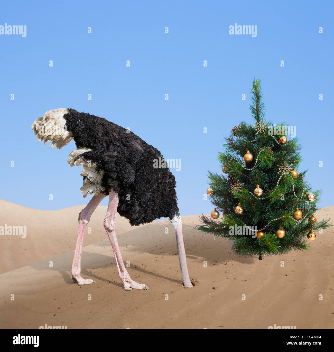 scared ostrich burying head in sand under xmas tree Stock Photo