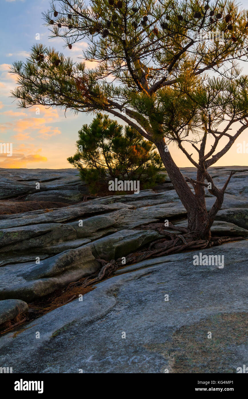 pine tree hires stock photography and images Alamy